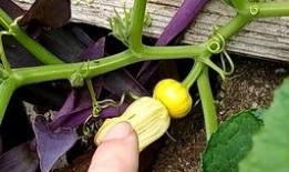 花老板吃瓜,揭秘娱乐圈幕后故事