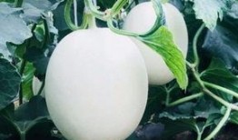 摘瓜比吃瓜更爽吗为什么,为何亲手摘取比直接享用更令人愉悦？