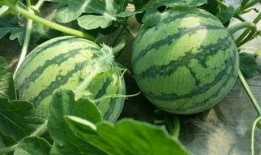 桥上吃瓜,夏日吃瓜趣事