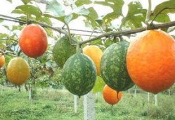 吃吊瓜文案,解锁夏日清新口感新秘籍