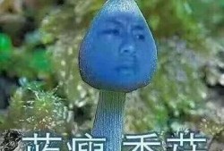 蓝瘦香菇吃瓜,揭秘网络热词背后的故事
