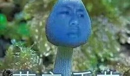 蓝瘦香菇吃瓜,揭秘网络热词背后的故事
