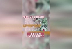 吃瓜结果被偷家,偷家事件真相大揭秘！