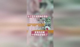 吃瓜结果被偷家,偷家事件真相大揭秘！