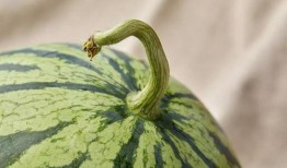 上海吃瓜路人,上海吃瓜路人的市井生活剪影