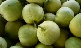 吃瓜发财,揭秘吃瓜致富的秘密法则