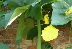 吃瓜要吃带蒂花,揭秘带蒂花背后的秘密