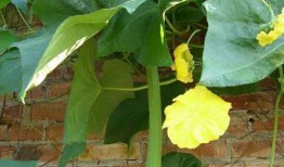 吃瓜要吃带蒂花,揭秘带蒂花背后的秘密