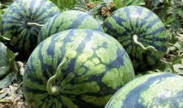 临沧野外吃瓜事件,一场意外引发的全民热议