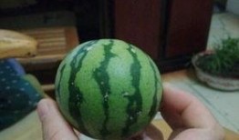 带你吃瓜小瓜,带你领略“带你吃瓜小瓜”的独特魅力