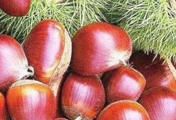 夏吃野果秋吃瓜