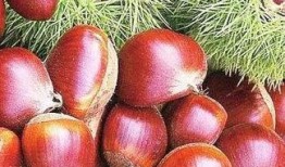 夏吃野果秋吃瓜