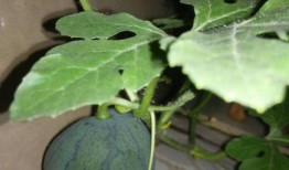 蒌瓜花怎么吃,传统养生佳肴的制作与享用