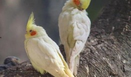 鹦鹉可以吃小麦瓜,小麦瓜成为新宠