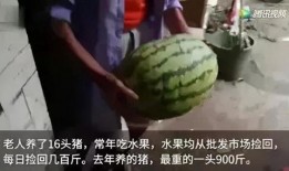 吃瓜吃了长肉吗
