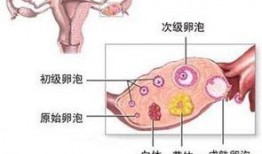 吃瓜黄体破裂,黄体破裂的惊险瞬间
