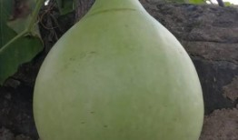 小朋友吃葫芦瓜,小朋友的甜蜜探险记