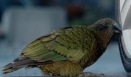 鹦鹉可以吃小麦瓜,小麦瓜成为新宠