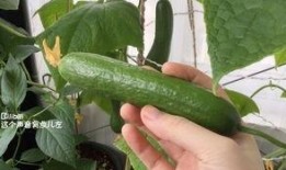 梦见吃瓜摘黄瓜,瓜果飘香，黄瓜映梦