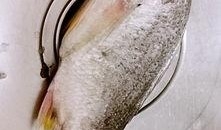 大鱼儿吃瓜的视频,一场奇妙的视觉盛宴