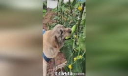 看小狗吃瓜蜜,小狗的甜蜜美食之旅