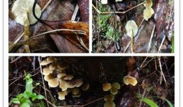 德宏吃瓜女生,揭秘当地独特美食文化