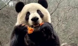 带你吃瓜解说熊猫