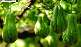 蒌瓜花怎么吃,传统养生佳肴的制作与享用