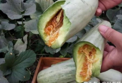 削皮直接吃的瓜