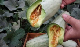 削皮直接吃的瓜