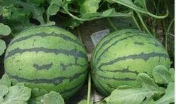 吃瓜有哪些禁忌,揭秘那些不可不知的吃瓜规矩