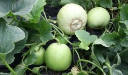 佛山kk吃瓜,揭秘网络热点背后的真相