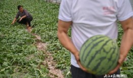 瓜吃够了会怎样,揭秘过度消费的后果