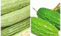 苦瓢瓜可以吃吗