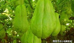 吃佛手瓜拉肚子,一尝美味竟引发腹泻之谜