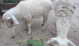 瓜哥吃羊蛋蛋,瓜哥的羊蛋蛋美食之旅