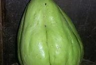 tly吃鸭子什么瓜