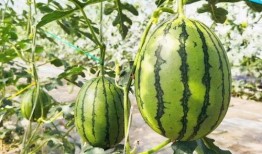 甜柯柯吃瓜,揭秘娱乐圈那些不为人知的幕后故事