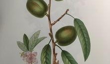 手绘珠吃瓜,一场视觉与味蕾的盛宴