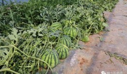 桥上吃瓜,夏日吃瓜趣事