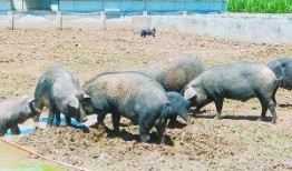 吃瓜的黑猪,揭秘猪界“网红”的日常趣事