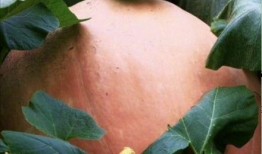 川川吃大瓜,揭秘娱乐圈幕后故事