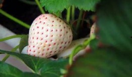 八月瓜只能新鲜吃吗图片,不止新鲜美味，探索其多样食用方式”