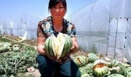 放心吃瓜部落,揭秘网络舆论场的趣味与真相