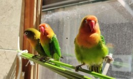 鹦鹉可以吃小麦瓜,小麦瓜成为新宠