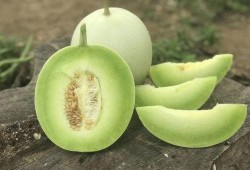 坐月子可以吃玉菇瓜吗,坐月子期间适宜食用玉菇瓜的益处与注意事项