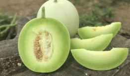 坐月子可以吃玉菇瓜吗,坐月子期间适宜食用玉菇瓜的益处与注意事项