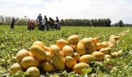 敦煌吃哈密瓜,敦煌风情邂逅哈密瓜香