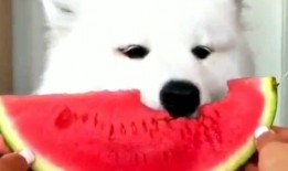 看小狗吃瓜蜜,小狗的甜蜜美食之旅