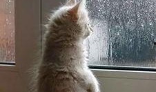 趴窗边吃瓜,揭秘趴窗边吃瓜的独特魅力